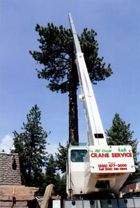 Crane attached to tree