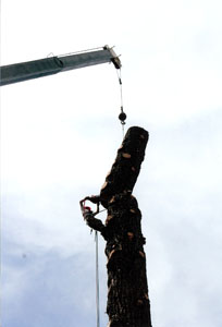 Crane attached to tree with worker