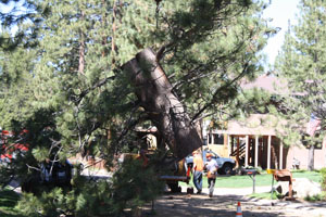 Crane lowering tree