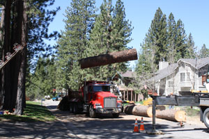 Crane lowering tree