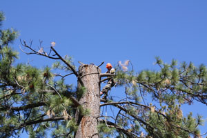 worker in tree