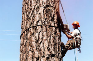 skilled worker on tree