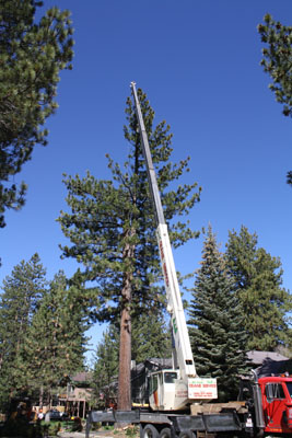 crane lowering tree